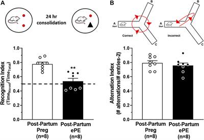 Experimental Preeclampsia Causes Long-Lasting Hippocampal Vascular Dysfunction and Memory Impairment